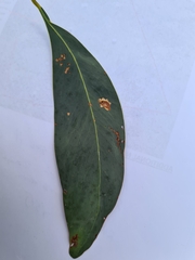 Acacia obliquinervia