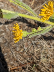 Heterotheca grandiflora
