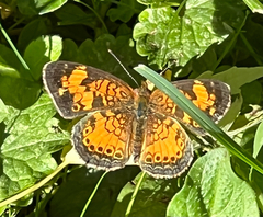 Phyciodes