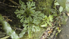 Selaginella