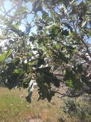 Quercus gambelii