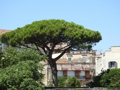 Pinus pinea