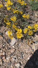 Heterotheca villosa