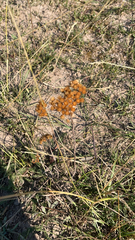 Helichrysum nudifolium