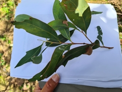 Acacia obliquinervia