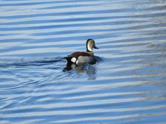 Callonetta leucophrys