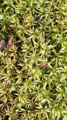 Atrichum undulatum
