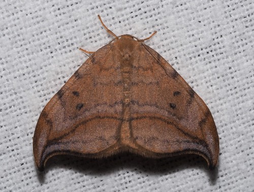 Dusky Hook-tip, photo 4 of 10