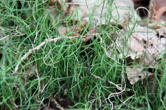Equisetum scirpoides