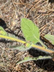 Heterotheca grandiflora
