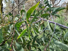 Acacia obliquinervia