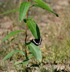 Limenitis arthemis rubrofasciata