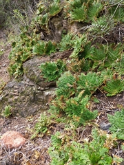 Selaginella lepidophylla