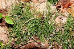 Equisetum scirpoides