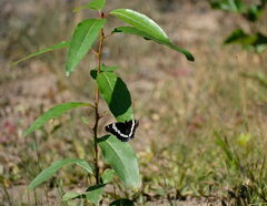 Limenitis arthemis rubrofasciata