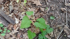 Campanula trachelium