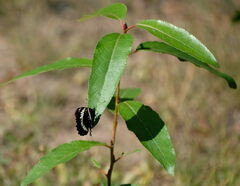 Limenitis arthemis rubrofasciata