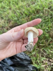 Russula amoenolens