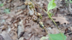 Campanula trachelium