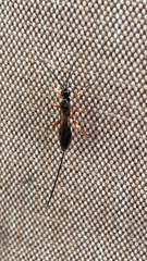 Pimpla