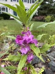 Impatiens balsamina