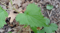 Campanula trachelium
