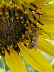 Melissodes trinodis