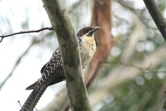 Eudynamys orientalis