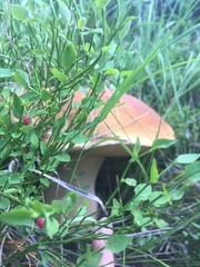 Suillus tomentosus