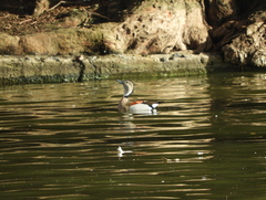 Callonetta leucophrys