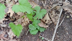 Campanula trachelium