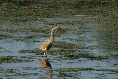 Botaurus lentiginosus