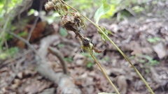 Campanula trachelium