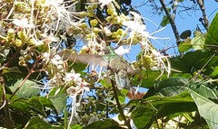 Chrysuronia versicolor