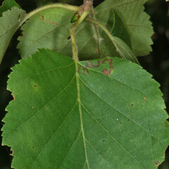 Stigmella betulicola