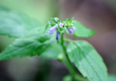 Scutellaria lateriflora