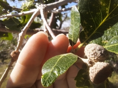 Quercus gambelii