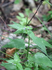 Scutellaria lateriflora