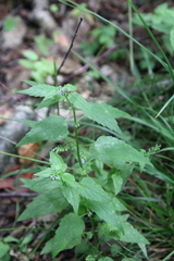 Scutellaria lateriflora
