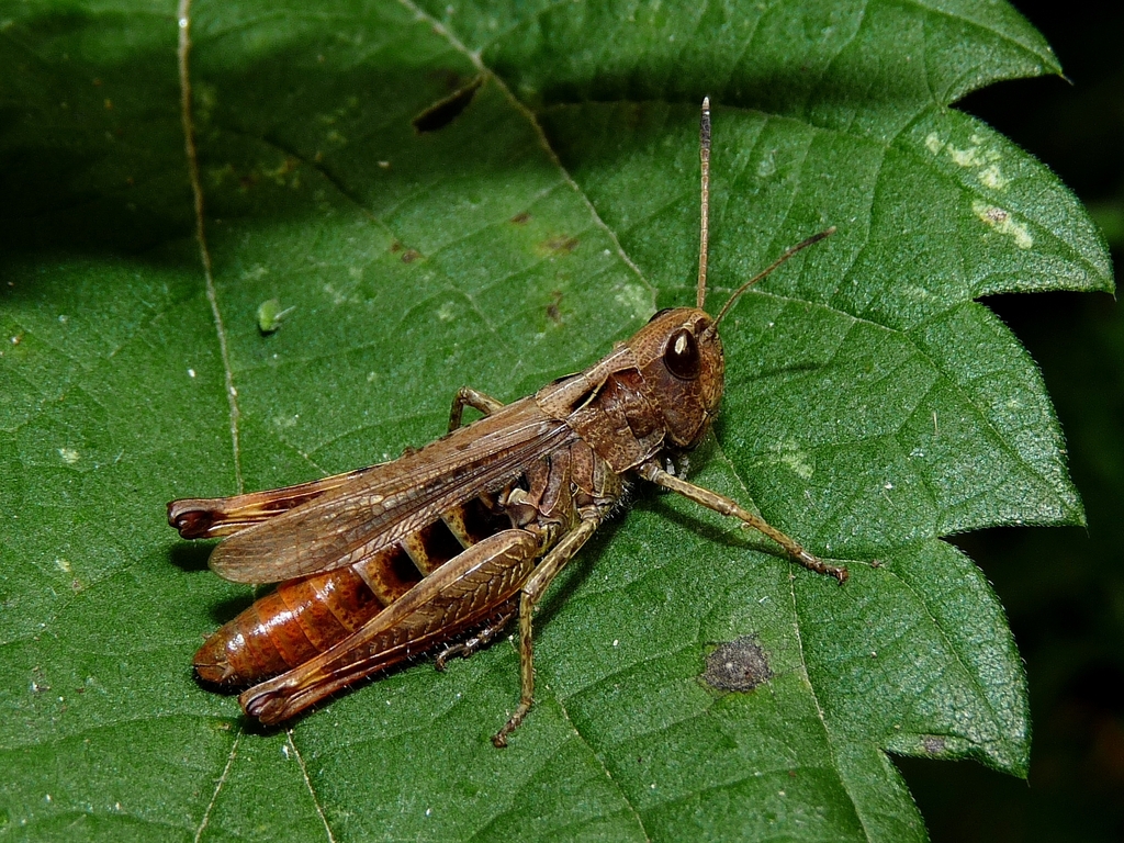 Rufous Grasshopper