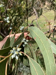 Eucalyptus globulus maidenii