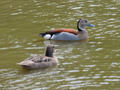 Callonetta leucophrys