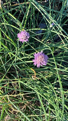 Allium schoenoprasum