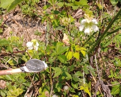 Silene stellata