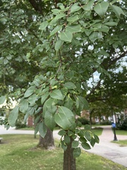 Ulmus parvifolia