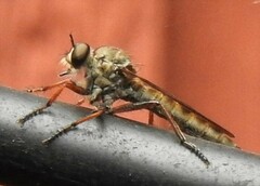 Neomochtherus willistoni