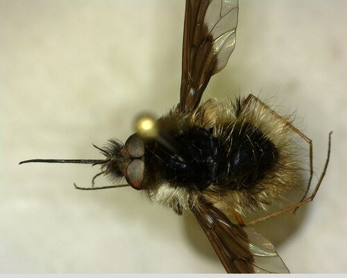 iNaturalist observation photo of Greater Bee Fly