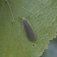 Eilema griseola
