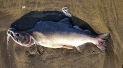 Oncorhynchus gorbuscha