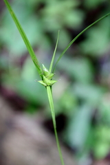 Carex intumescens
